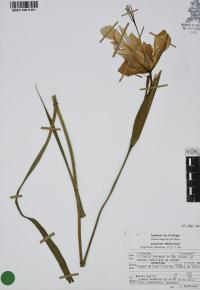 Tigridia pavonia image